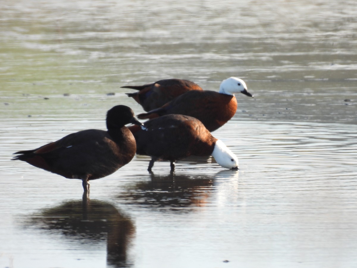 Paradise Shelduck - ML638134981