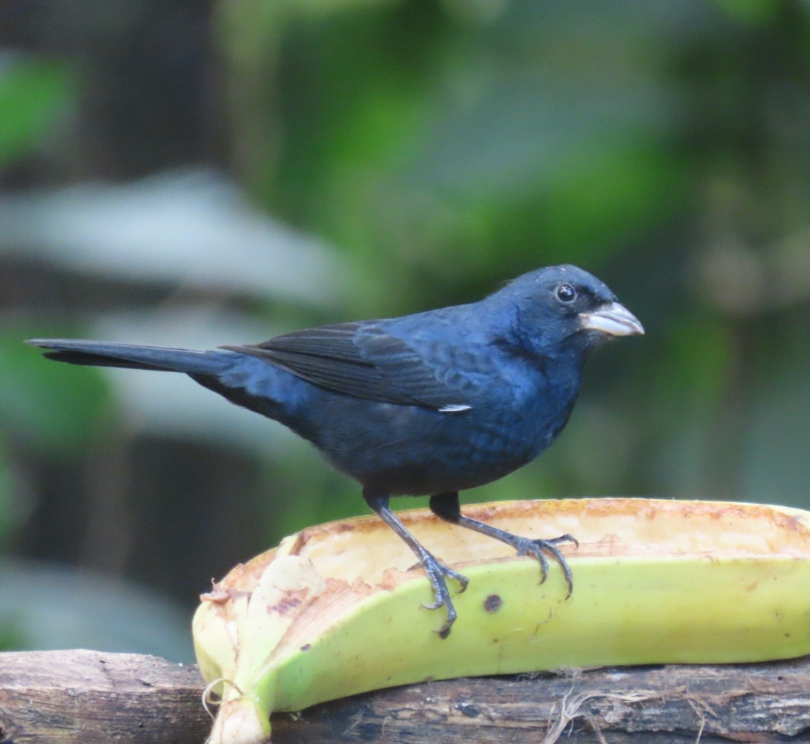 Ruby-crowned Tanager - ML638134989