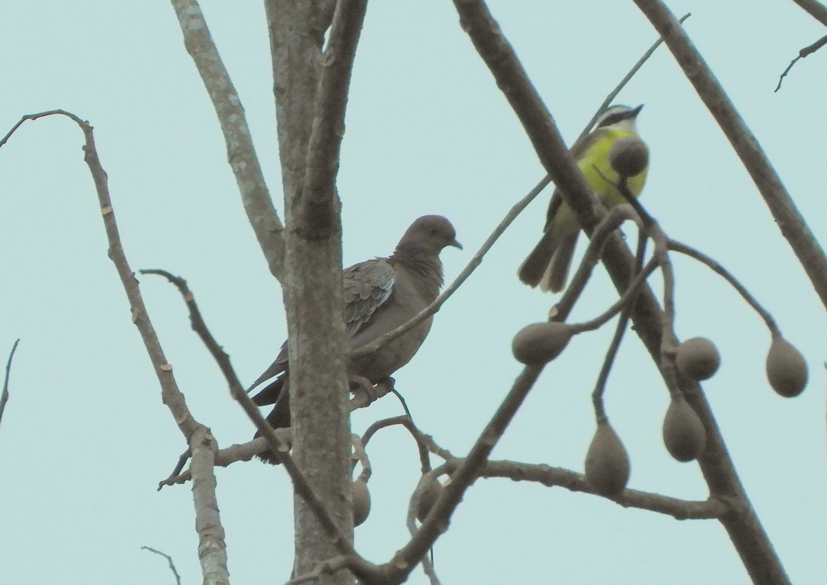 Picazuro Pigeon - ML638134990