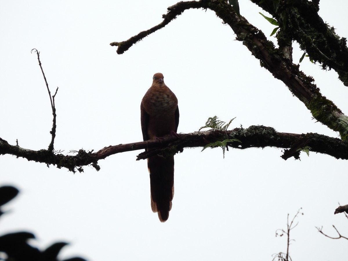 Little Cuckoo-Dove - ML638135019