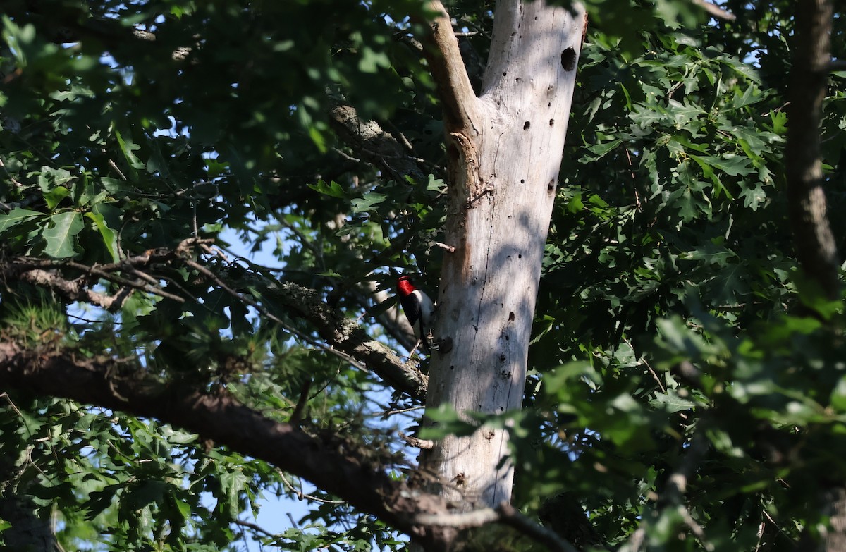 Red-headed Woodpecker - ML638135027