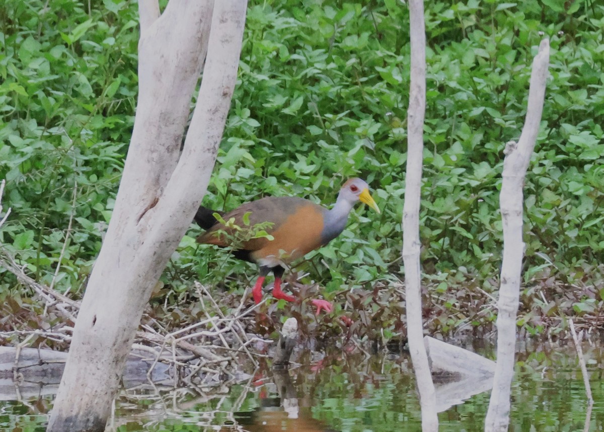 Russet-naped Wood-Rail - ML638135033