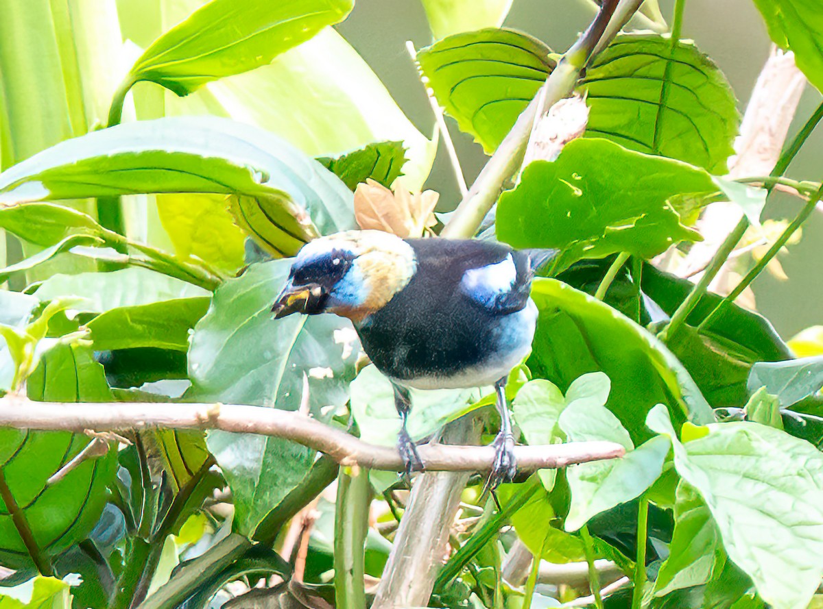 Golden-hooded Tanager - ML638135044