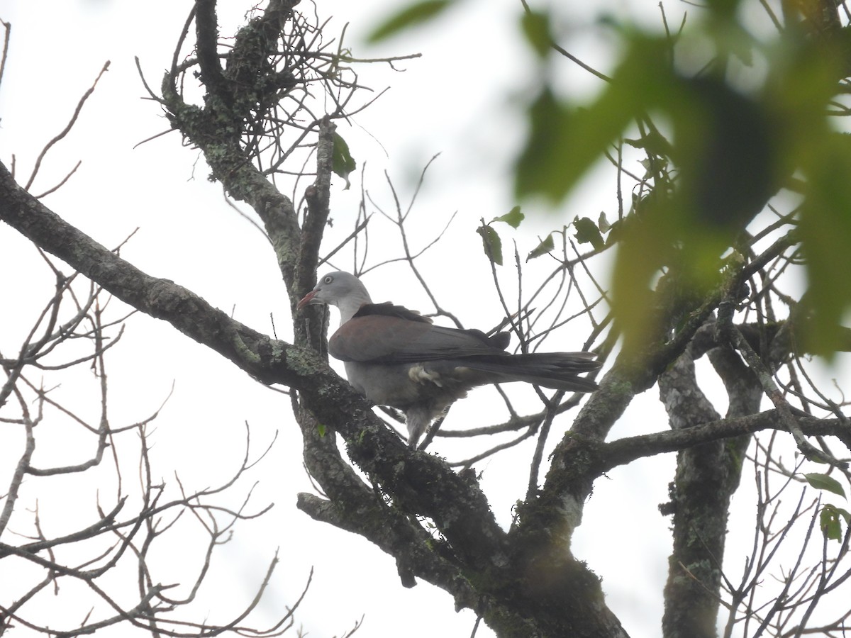 Mountain Imperial-Pigeon - ML638135052