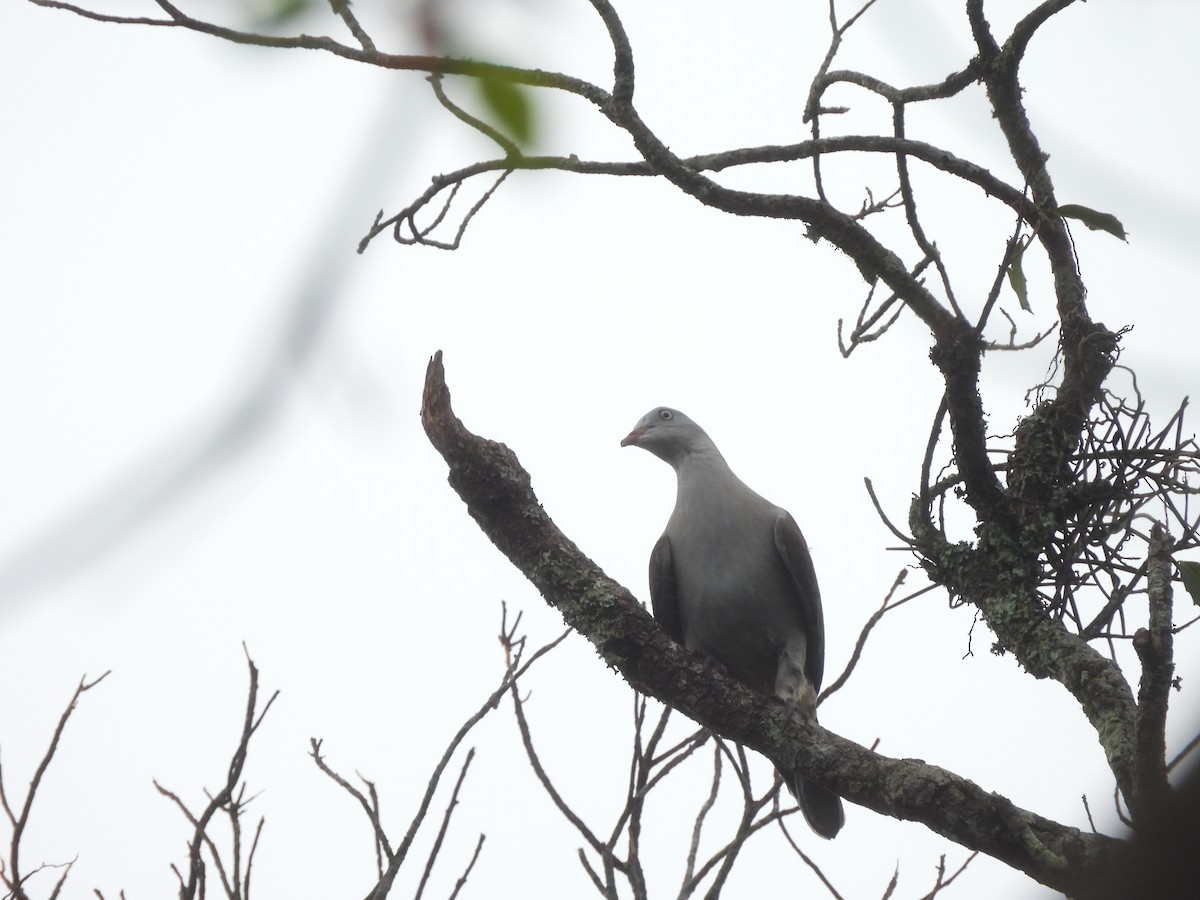 Mountain Imperial-Pigeon - ML638135053