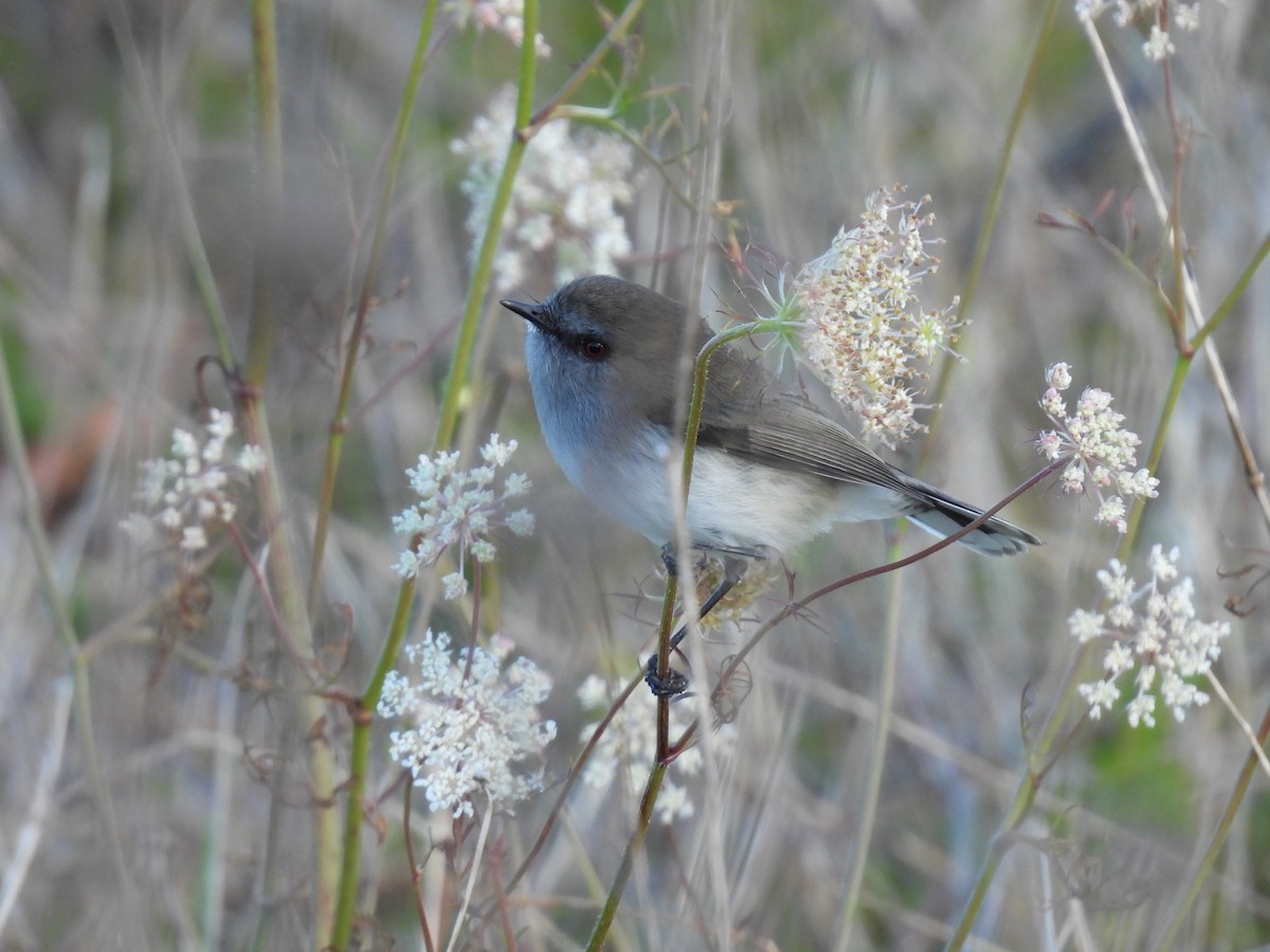 Gray Gerygone - ML638135056