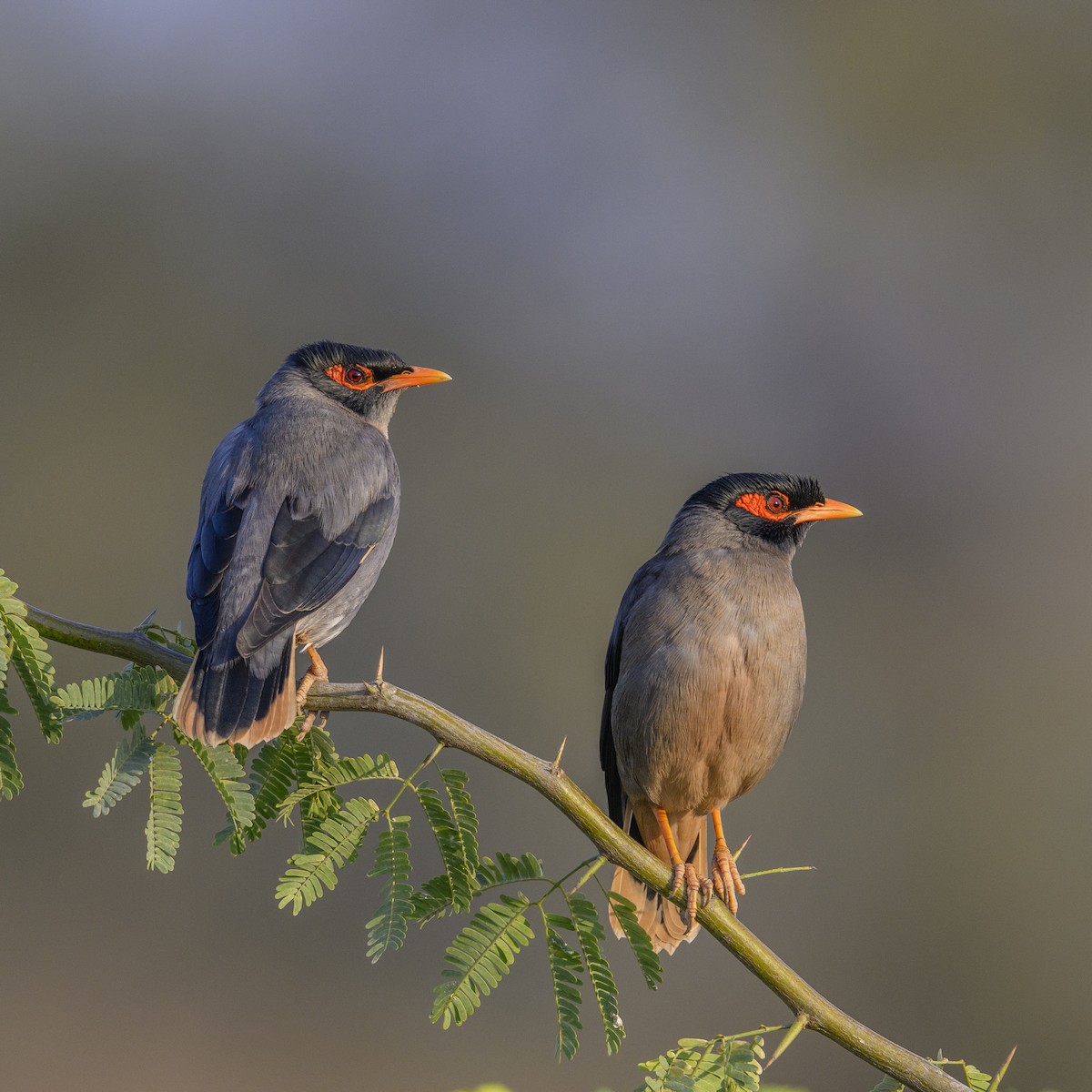 Bank Myna - ML638135059