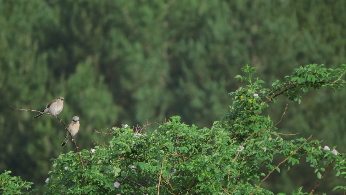 紅背伯勞 - ML638135068