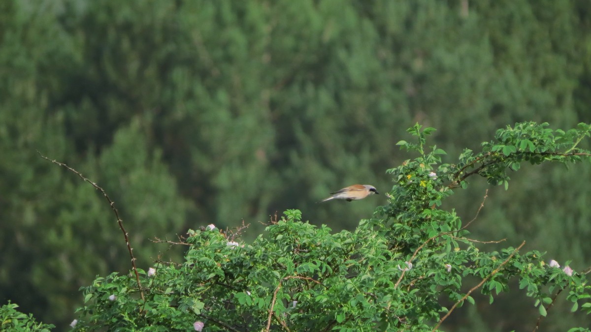 紅背伯勞 - ML638135069