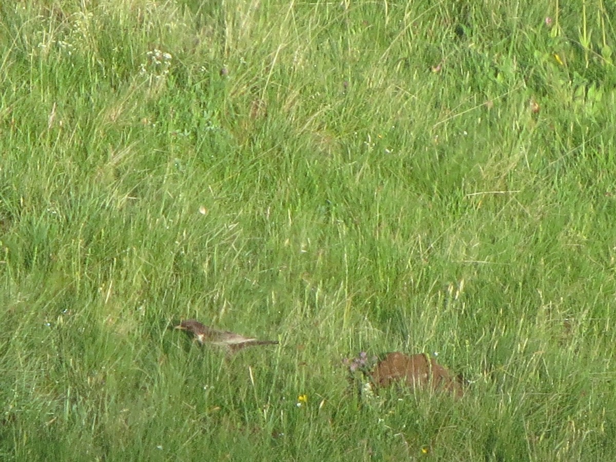Ring Ouzel (Alpine) - ML638135079