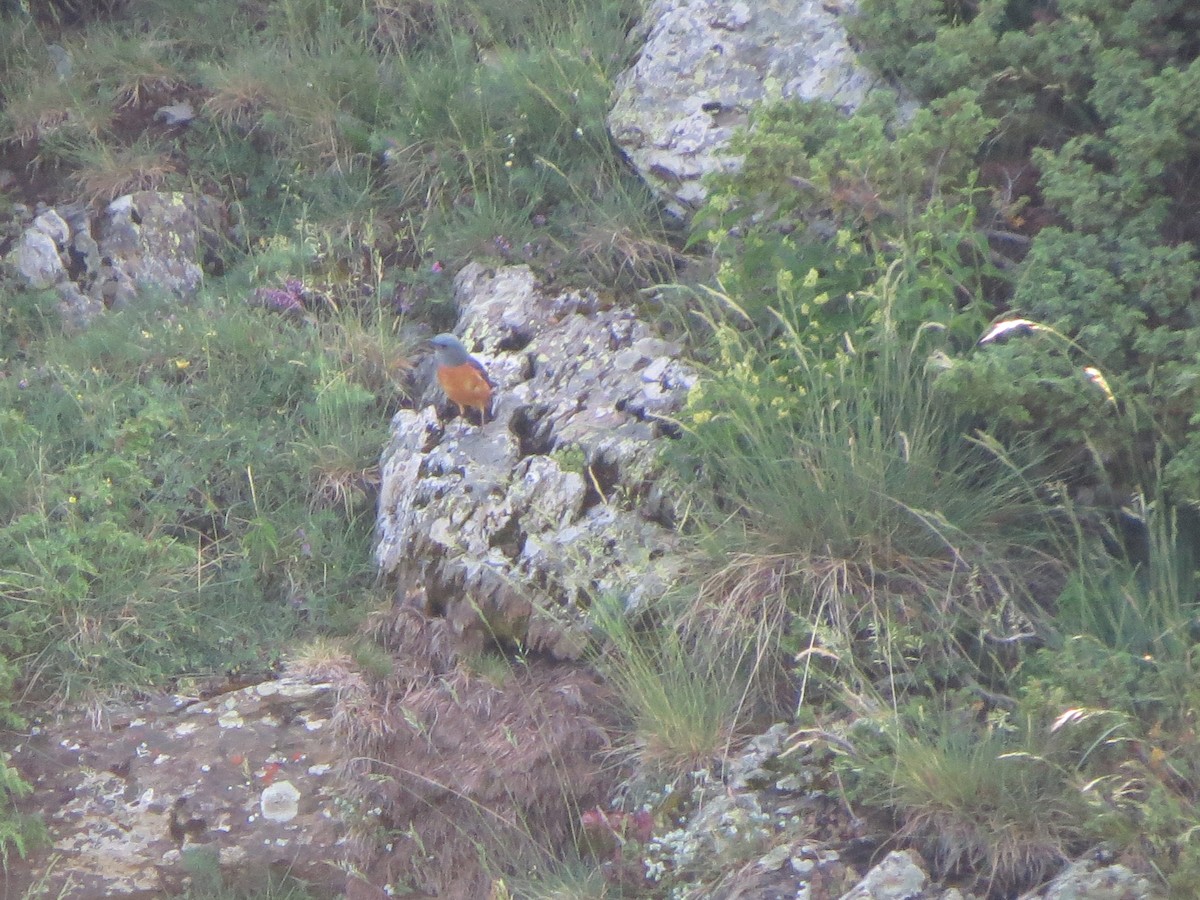 Rufous-tailed Rock-Thrush - ML638135086