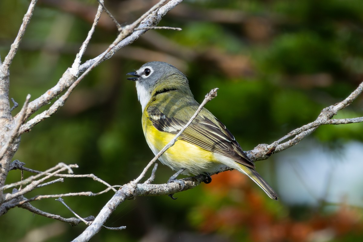 Graukopfvireo - ML638135090