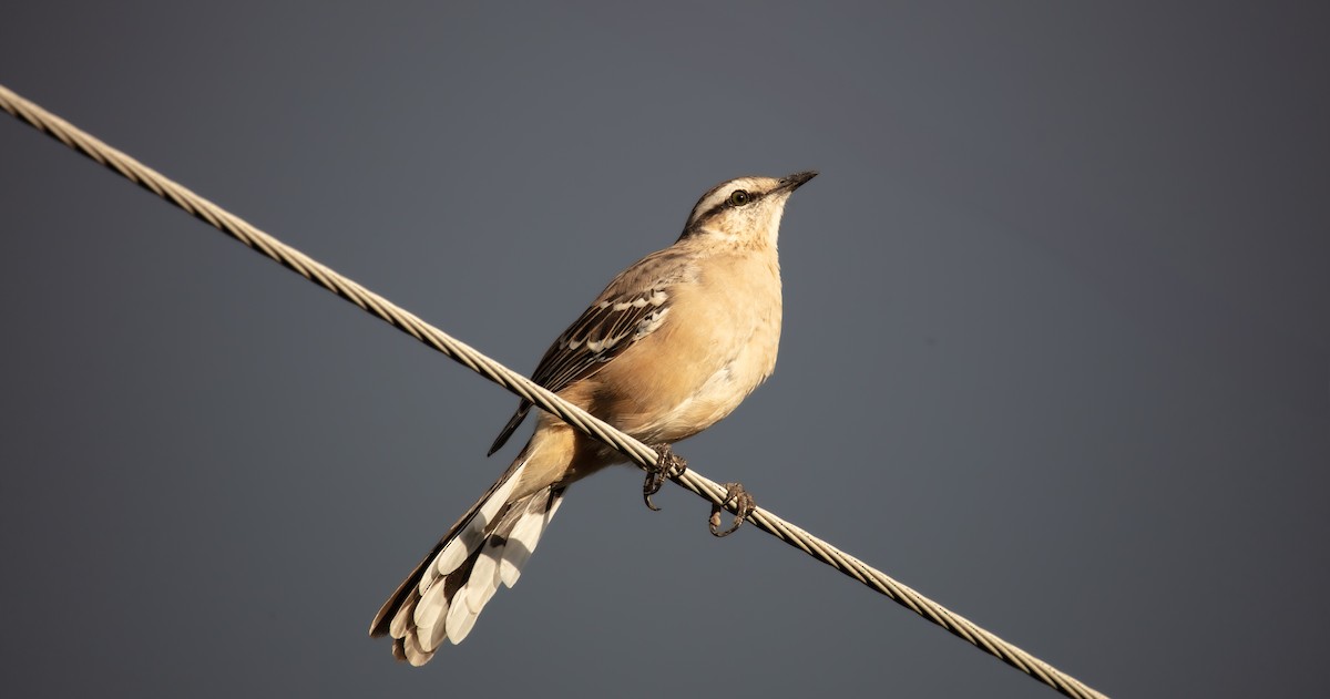 Chalk-browed Mockingbird - ML638135098