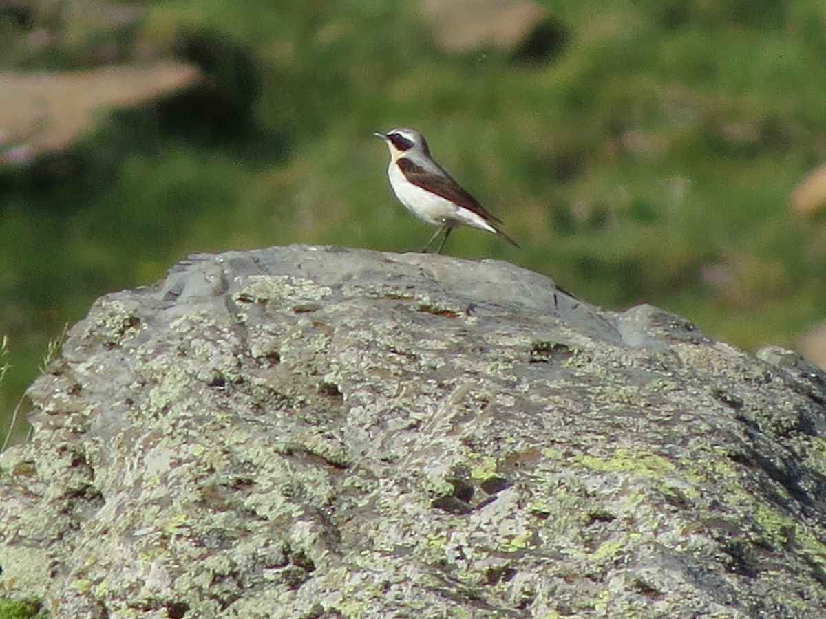 穗䳭 - ML638135108