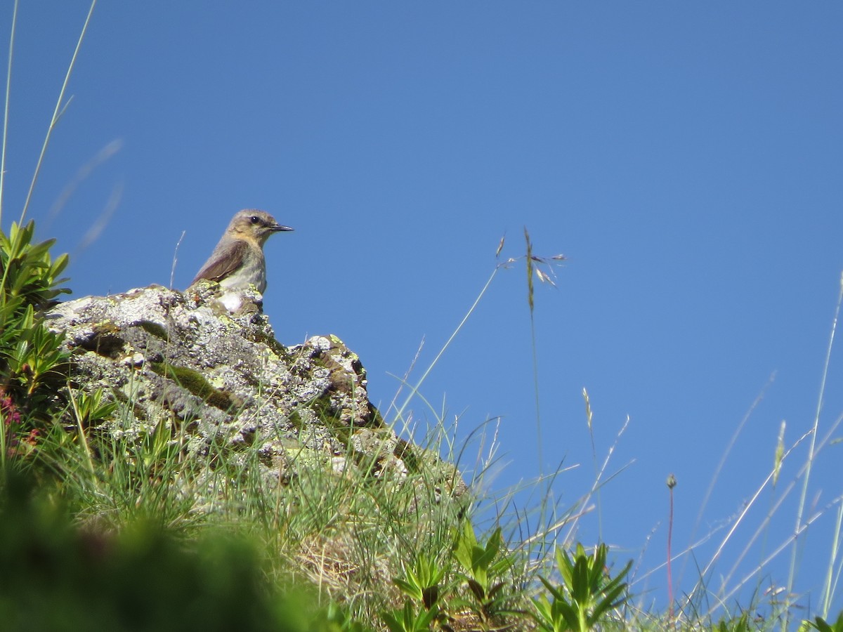 穗䳭 - ML638135109