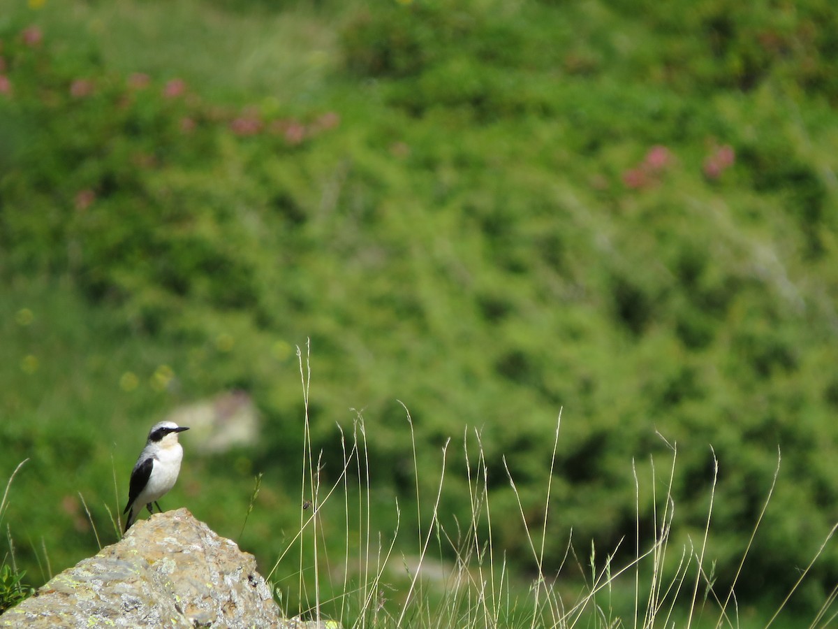 穗䳭 - ML638135110