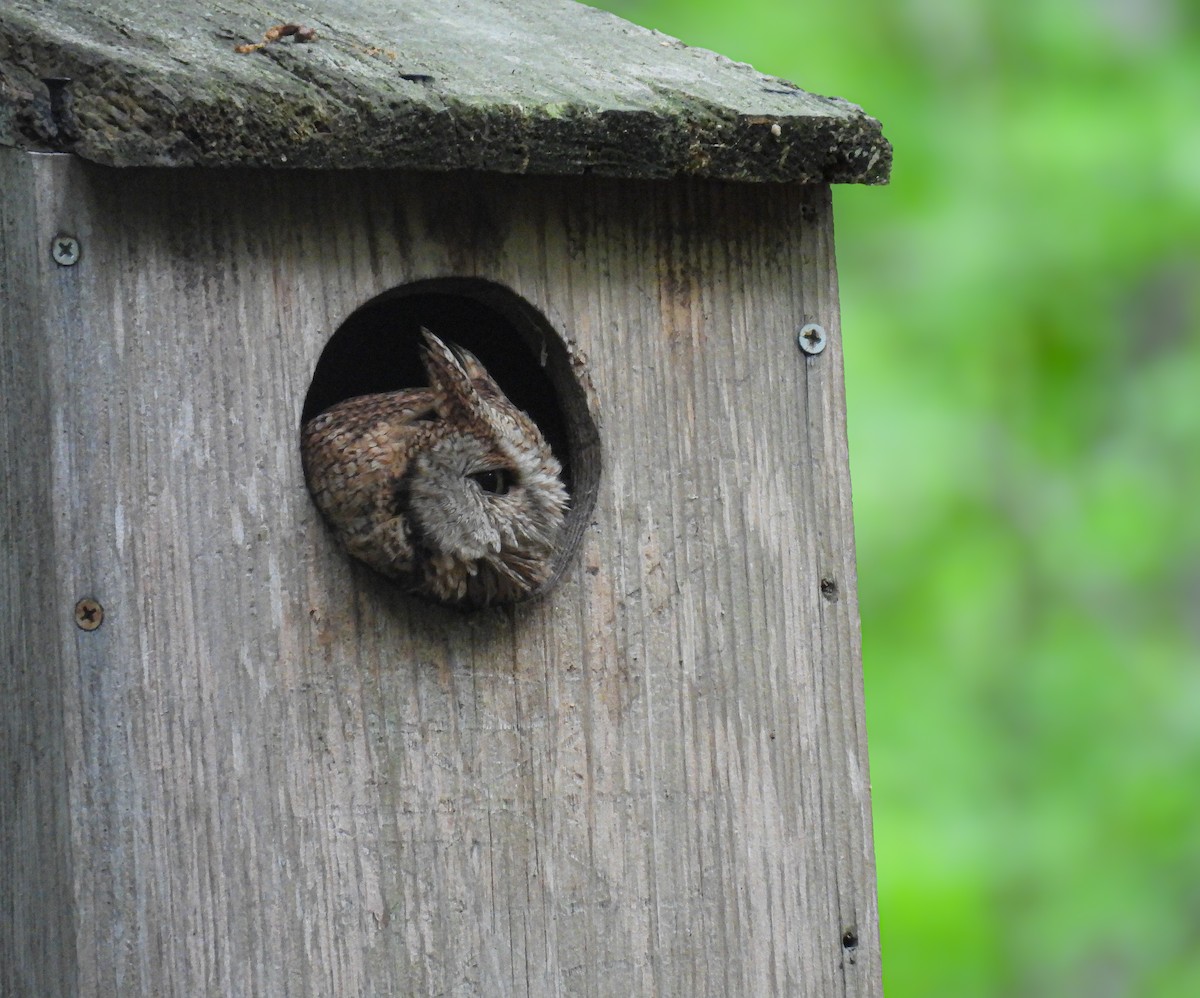 Eastern Screech-Owl - ML638135122
