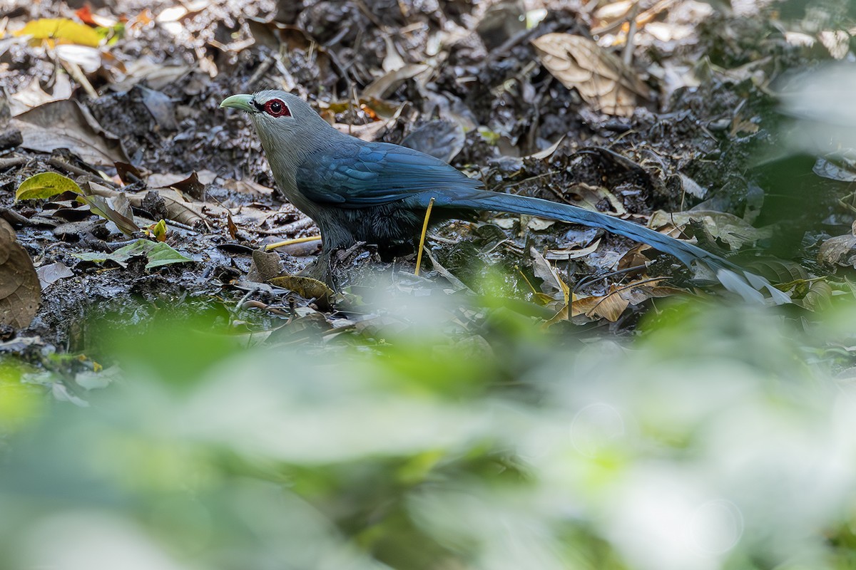 Green-billed Malkoha - ML638135125