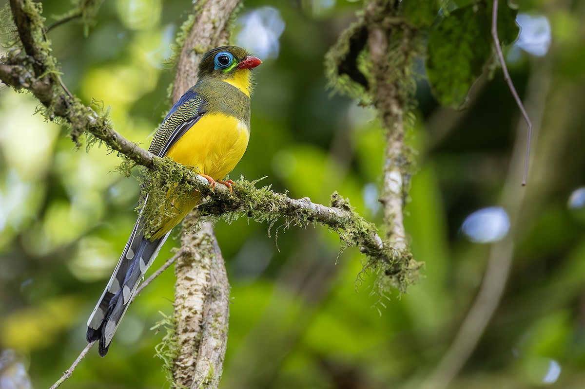 Sumatran Trogon - ML638135128