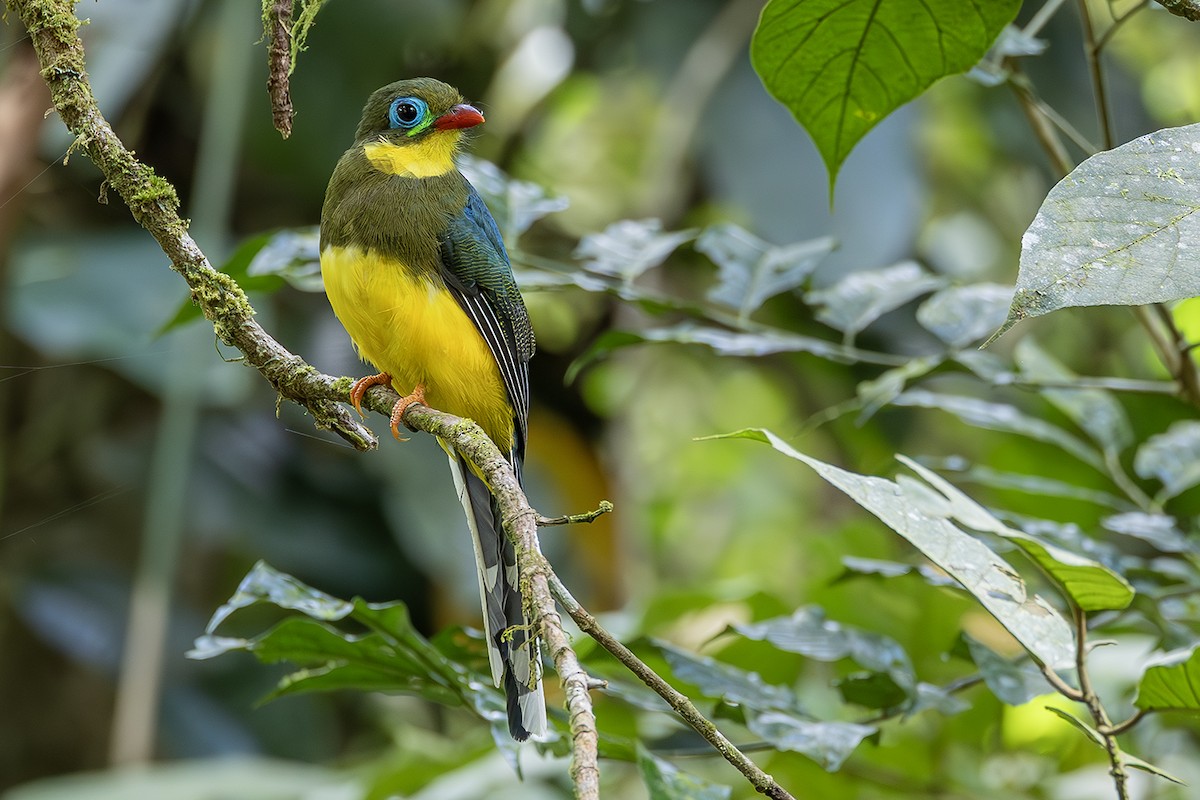 Sumatran Trogon - ML638135129