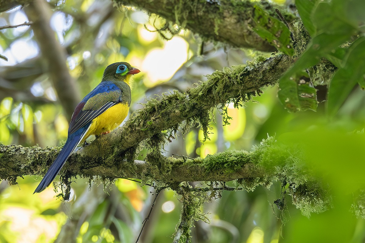 Sumatran Trogon - ML638135132