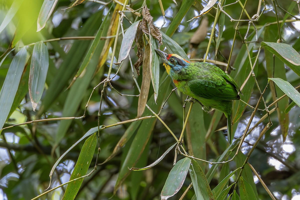 Black-browed Barbet - ML638135134