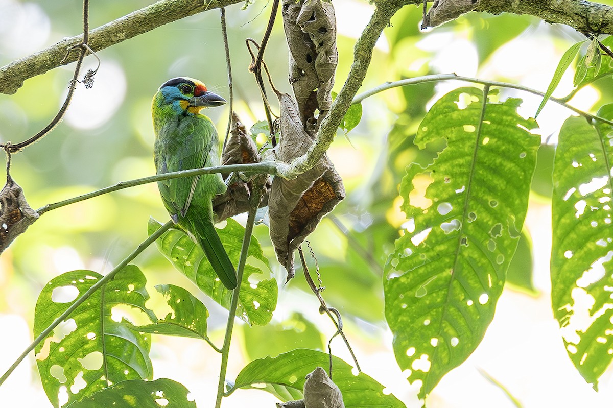 Black-browed Barbet - ML638135135