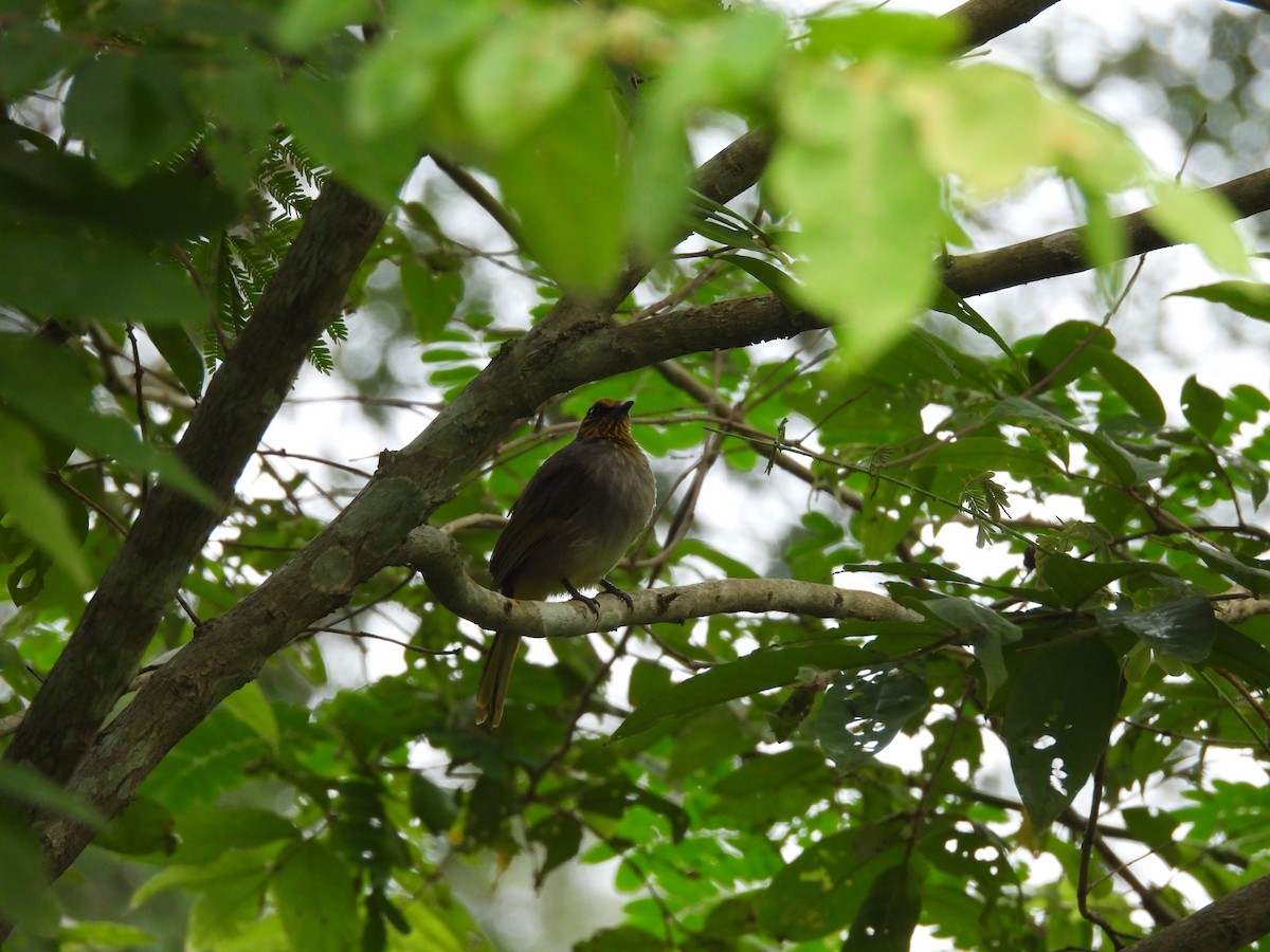 Stripe-throated Bulbul - ML638135136