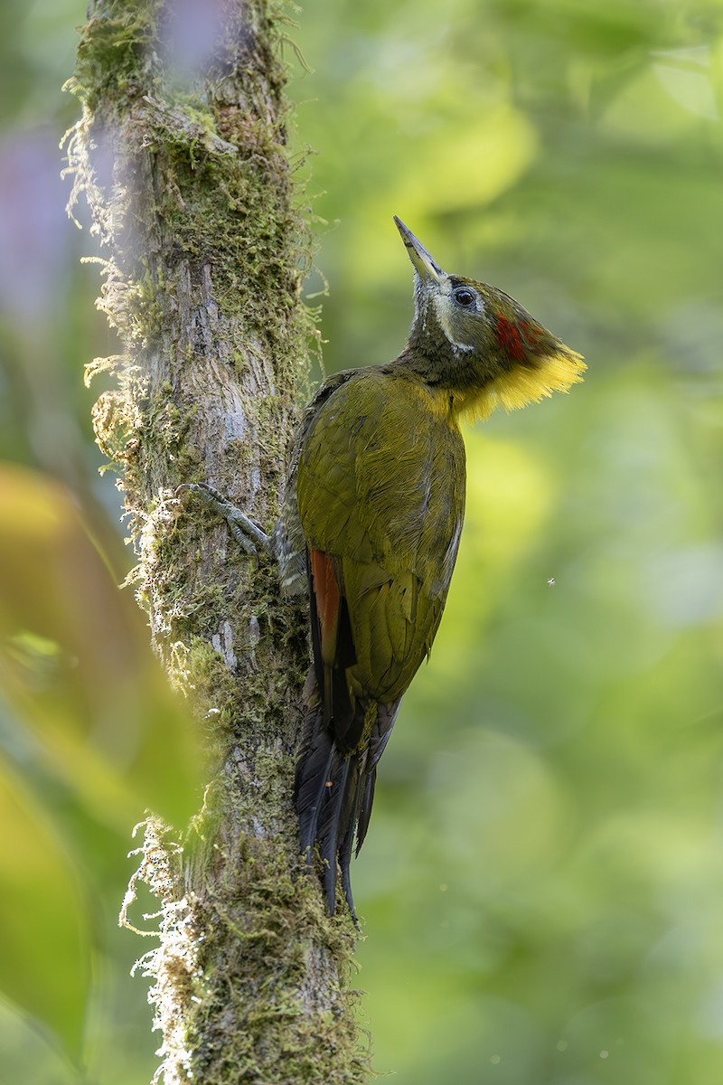 Lesser Yellownape - ML638135140