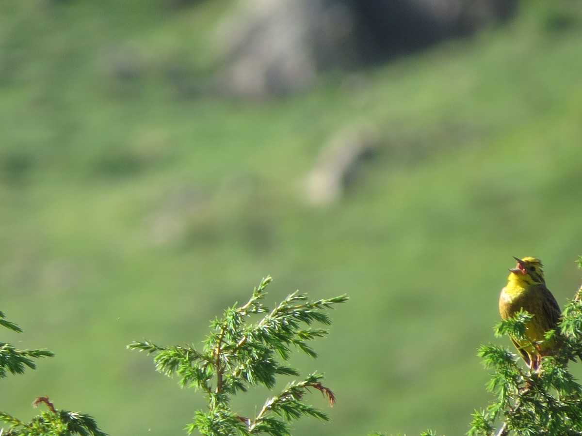 Yellowhammer - ML638135142