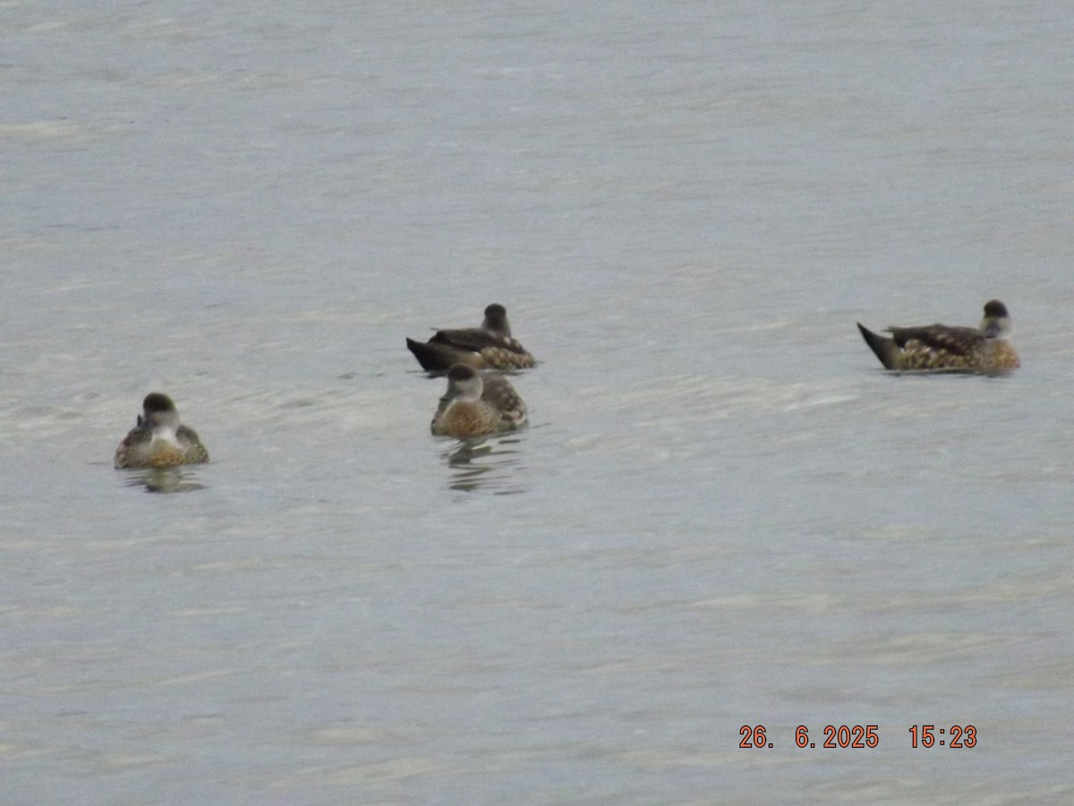 Crested Duck - ML638135157