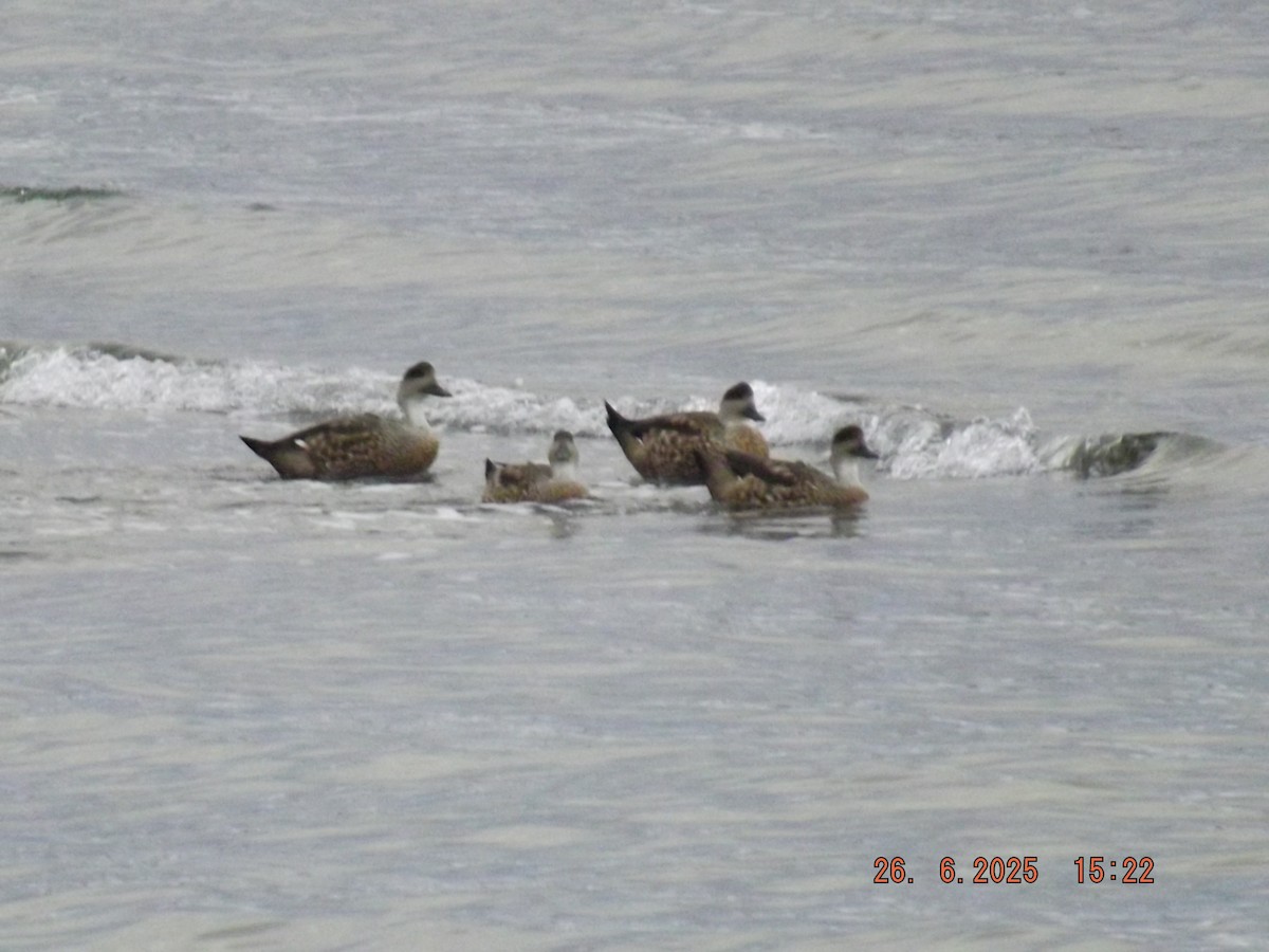 Crested Duck - ML638135159