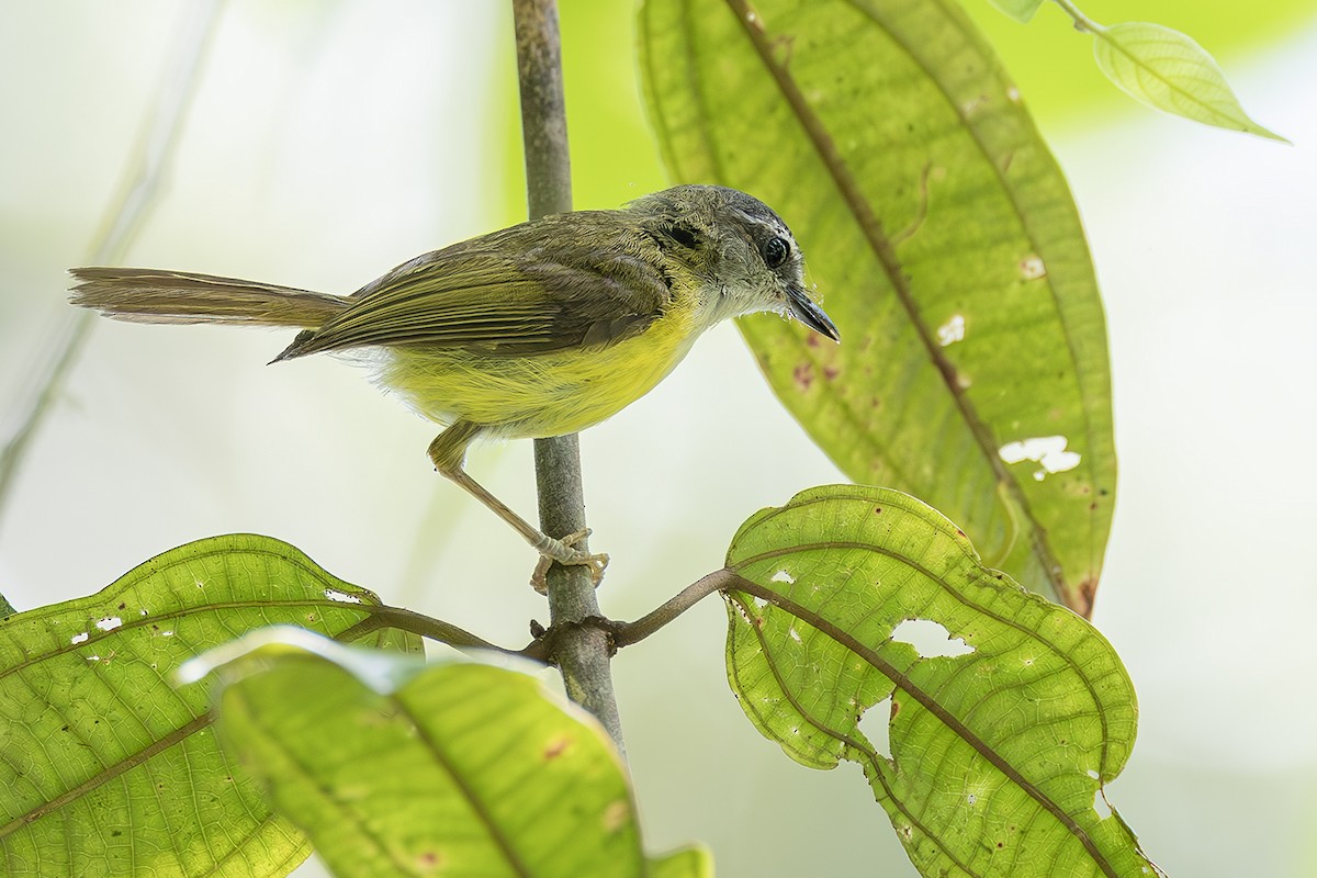 Yellow-bellied Warbler - ML638135170