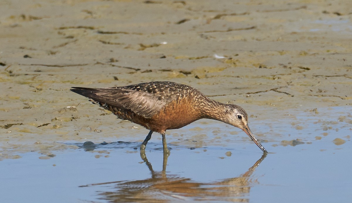 Hudsonian Godwit - ML638135187