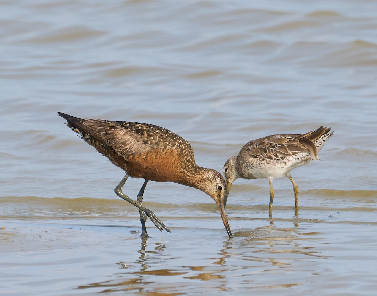 Hudsonian Godwit - ML638135188