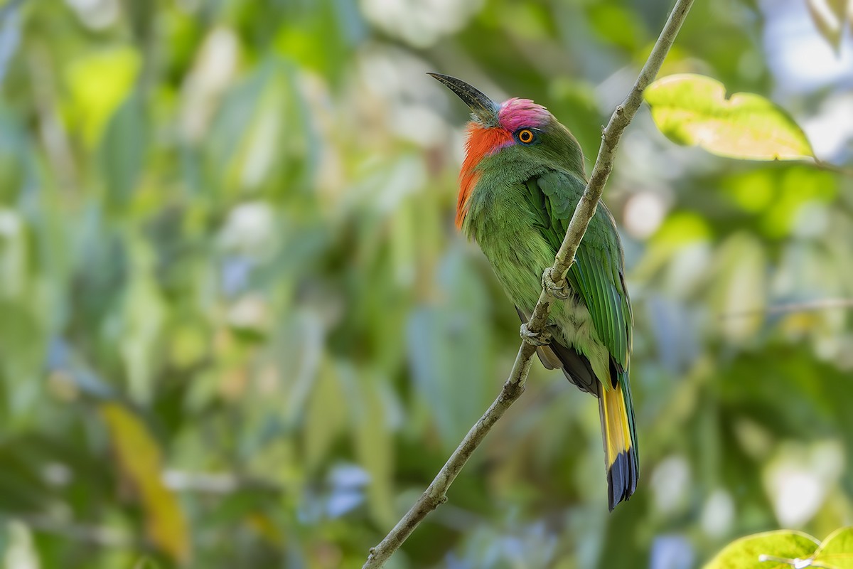 Red-bearded Bee-eater - ML638135198