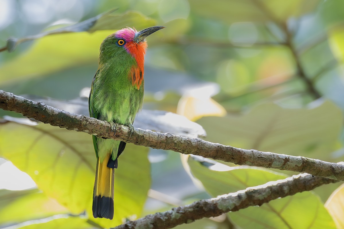 Red-bearded Bee-eater - ML638135199