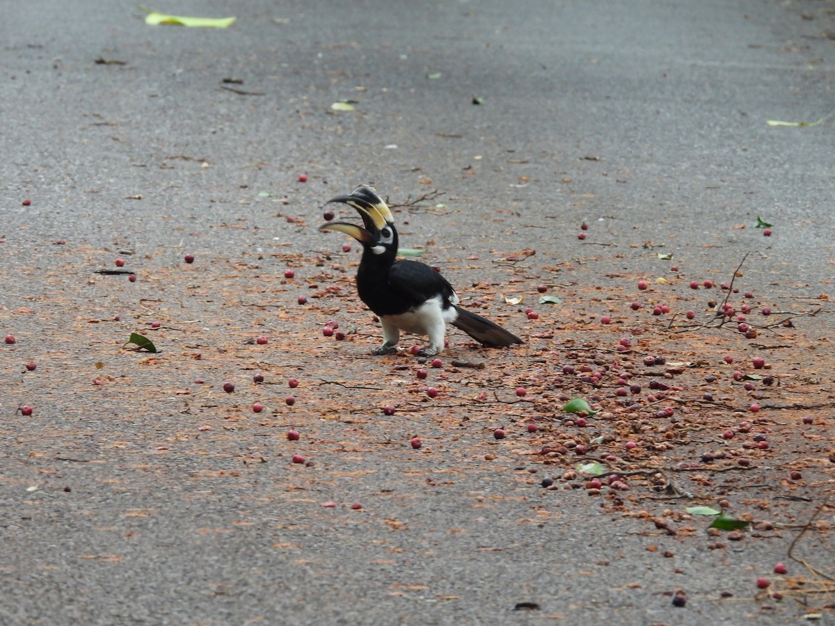 Oriental Pied-Hornbill - ML638135207