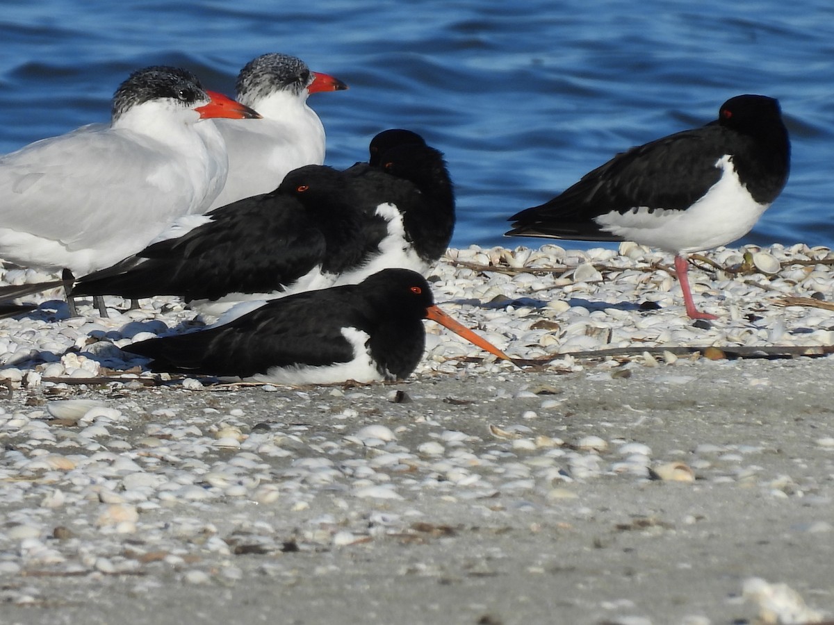 South Island Oystercatcher - ML638135208