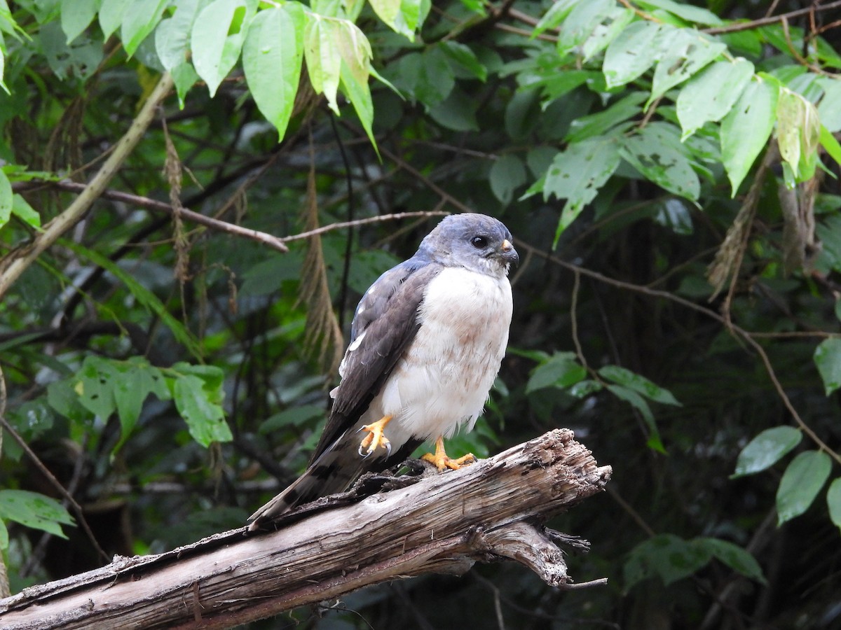 Azor/Gavilán sp.  (Accipiter sp.) - ML638135258