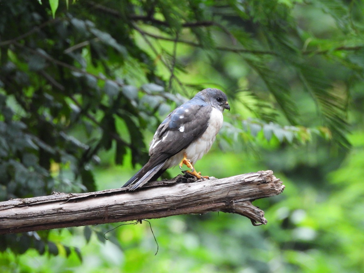 Azor/Gavilán sp.  (Accipiter sp.) - ML638135259
