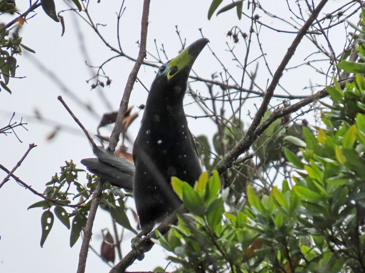 Hooded Mountain-Toucan - ML638135261