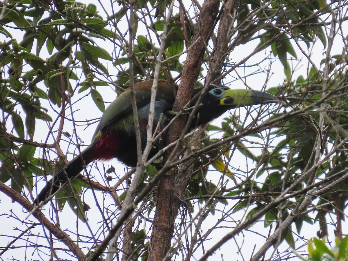 Hooded Mountain-Toucan - ML638135270