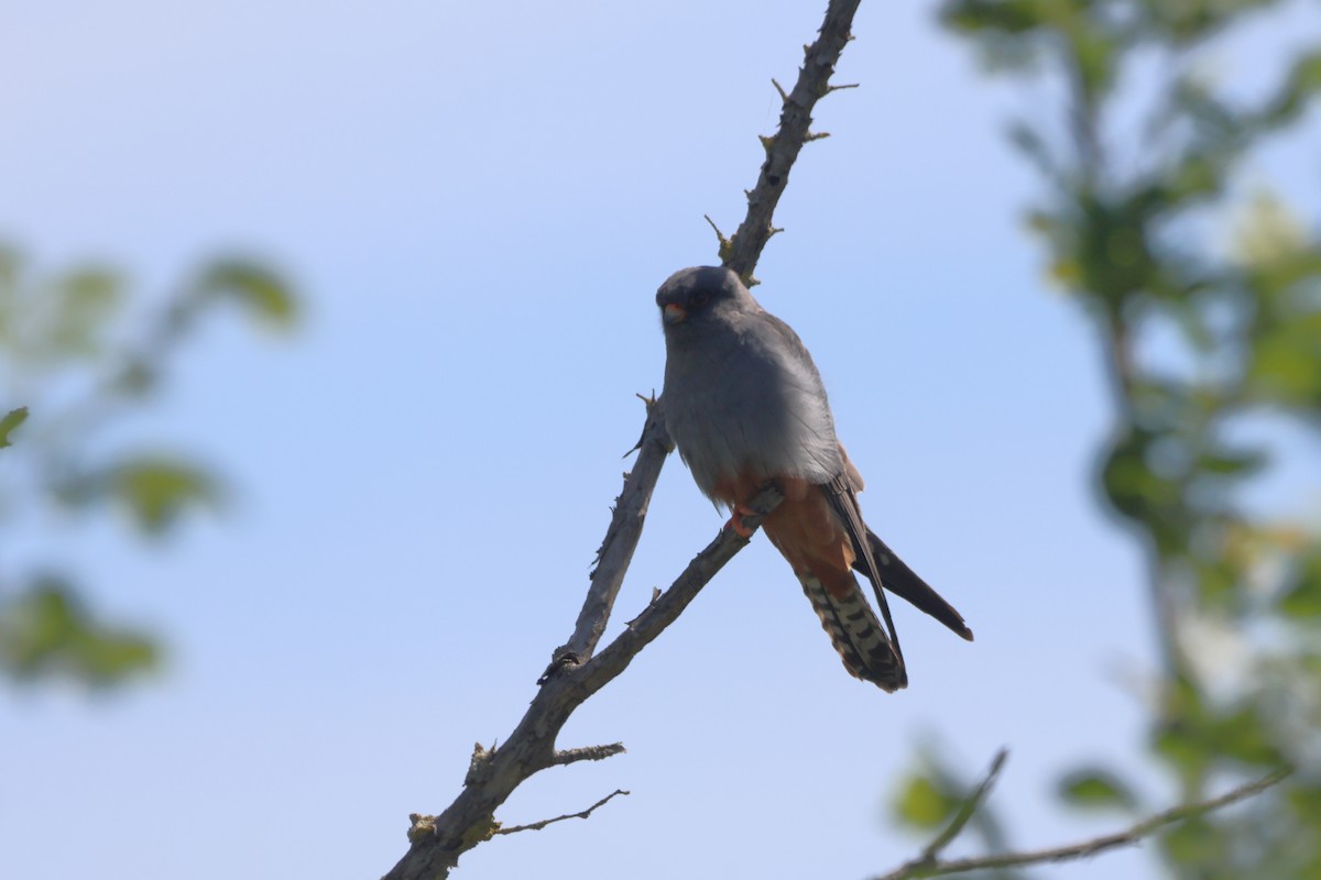Red-footed Falcon - ML638135289