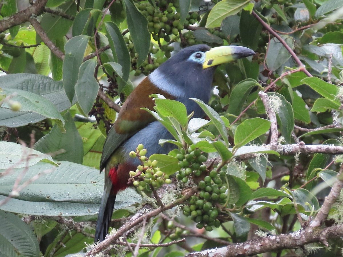 Hooded Mountain-Toucan - ML638135297