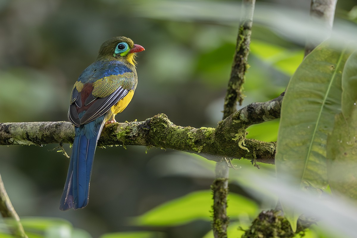 Sumatran Trogon - ML638135301