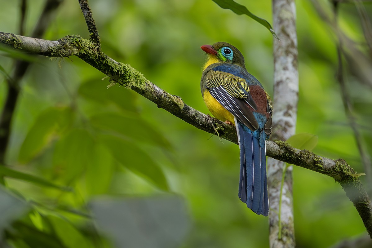 Sumatran Trogon - ML638135302