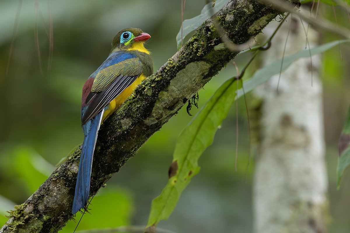 Sumatran Trogon - ML638135303
