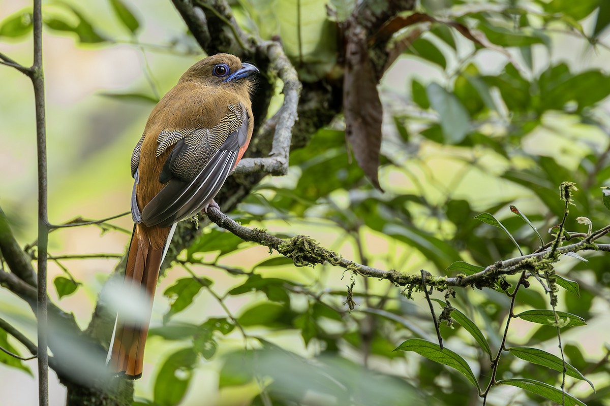 Red-headed Trogon - ML638135309