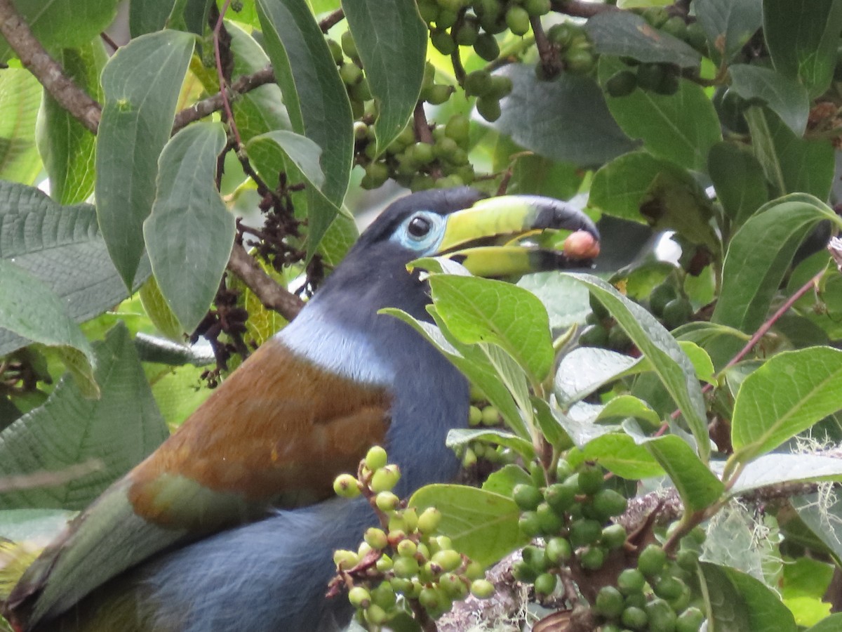 Hooded Mountain-Toucan - ML638135310